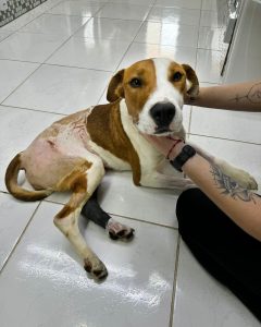 IMG-20240816-WA0017-240x300