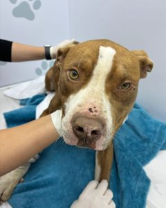 IMG-20240822-WA0025-240x300