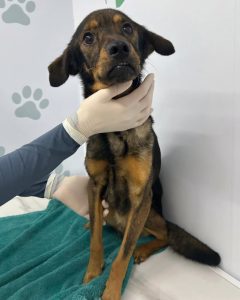 IMG-20240824-WA0010-240x300