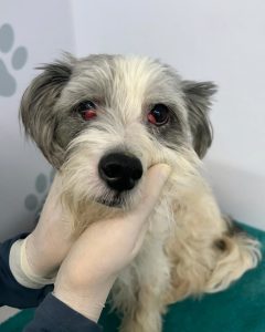 IMG-20240824-WA0011-240x300