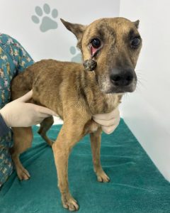 IMG-20240824-WA0012-240x300