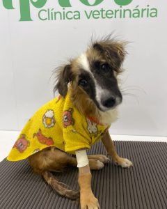 IMG-20240826-WA0040-240x300