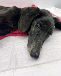 Screenshot_20240814_171552_Instagram-240x300