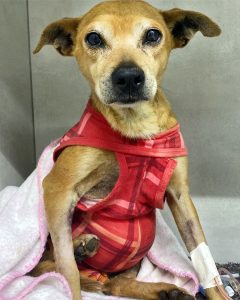 Screenshot_20240816_141641_Instagram-240x300