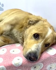 Screenshot_20240816_183745_Instagram-240x300