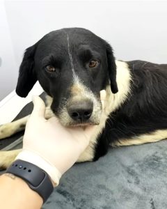 Screenshot_20240816_194036_Instagram-240x300