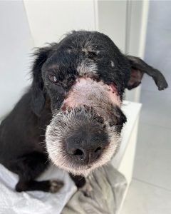 Screenshot_20240816_195428_Instagram-240x300