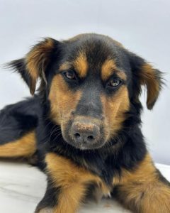 Screenshot_20240819_143338_Instagram-240x300