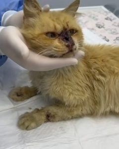 Screenshot_20240820_015836_Instagram-240x300