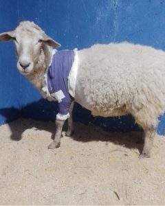 Screenshot_20240820_133848_Instagram-240x300