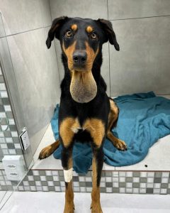 Screenshot_20240820_142648_Instagram-240x300