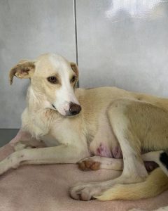 Screenshot_20240820_152119_Instagram-240x300