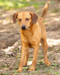 Torresmo-1004-240x300