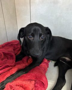 WhatsApp-Image-2024-08-16-at-8.02.21-PM-240x300