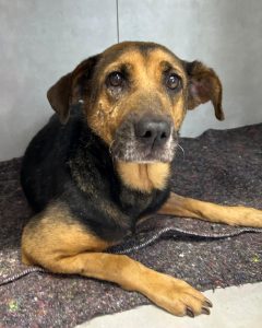 WhatsApp-Image-2024-08-16-at-8.02.24-PM-240x300